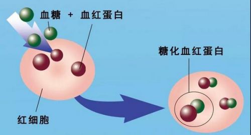 糖化血红蛋白临床意义解读！
