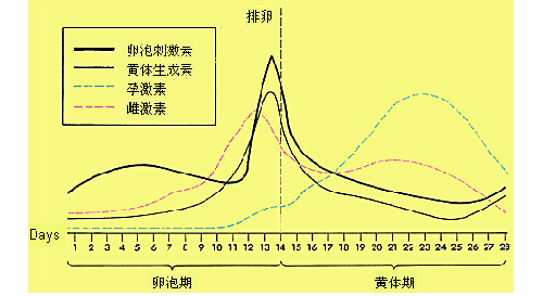 殊途不同归的激素类检测，到底何时抽血才最妙