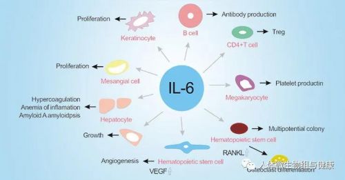 IL-6的前世、今生与未来