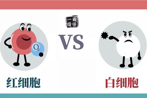 一图读懂：红细胞 VS 白细胞