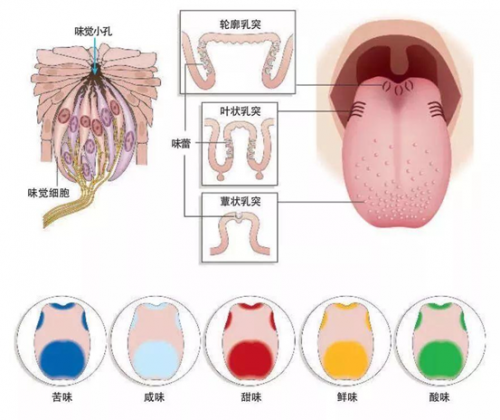 不能吃“苦”，怪你舌头过分优秀吗？
