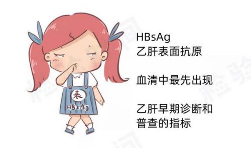 乙肝「两对半」到底怎么看？漫画教你轻松读懂 24 种组合！
