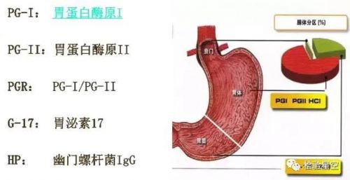 胃功能四项实验室检测及临床意义