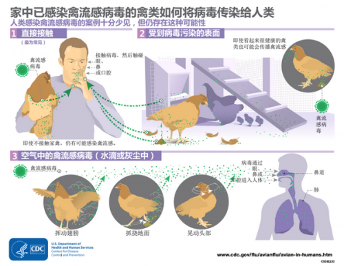 全球首例！江苏一男子感染 H10N3 禽流感，从禽到人的跨种属传播！ ...