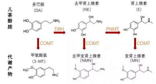 检验项目 | 儿茶酚胺的临床应用