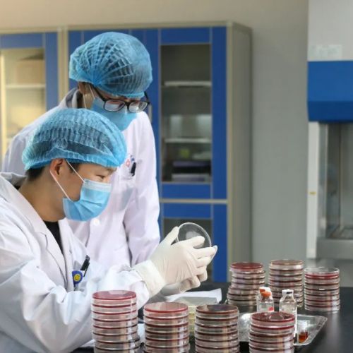 为什么明明是脓液，却无菌生长？