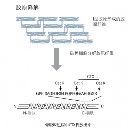 重新站起来后的喜悦——另类的骨质疏松症