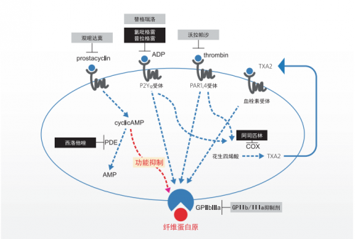凝血检验专题 | 血小板聚集功能检测进行抗血栓治疗管理