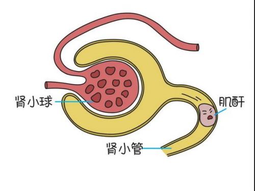 发现“肌酐”升高，千万别大意！小心……