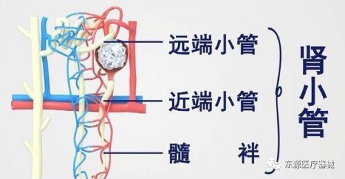 认识视黄醇结合蛋白（RBP）