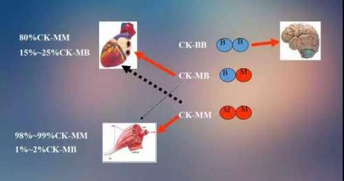 检验先锋 | CK-MB质量测定-效率与成本的选择