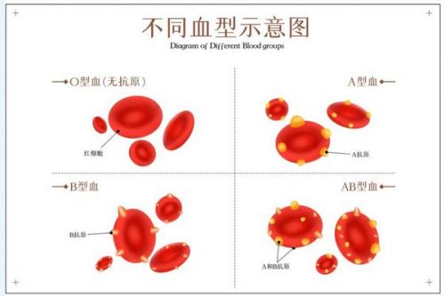 一血难求，熊猫血患者急需用血时该怎么办?