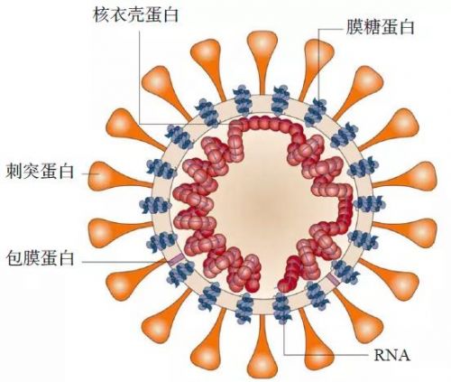 全面解读新冠病毒核酸检测要点，为何会出现假阴性、复检阳性？ ...