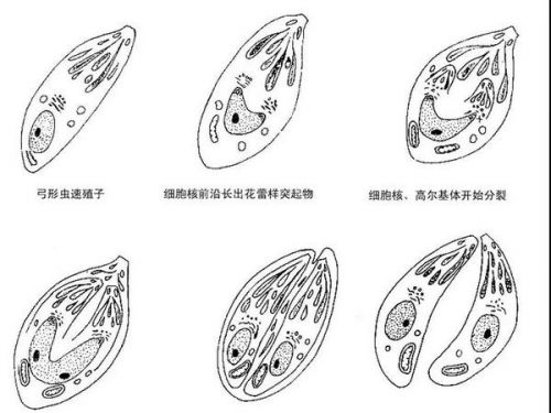 感染弓形虫，别怪喵星人了
