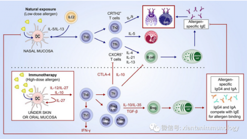 过敏原体外诊断：tIgE、sIgE、sIgG4、BAT、CRD等临床意义及优缺点 ... ...