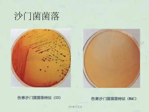 简述沙门菌属微生物学检查及鉴定