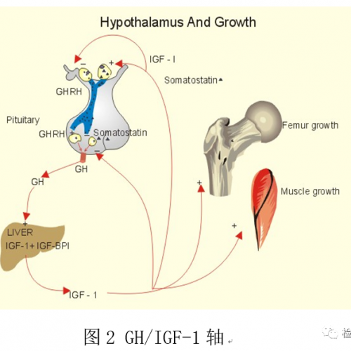 生长激素与胰岛素样生长因子-1检测的临床意义