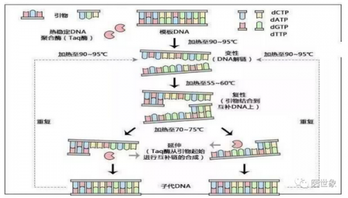 伴随诊断主要基因测序方法原理及优缺点