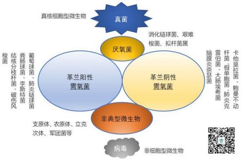 值得收藏！常见抗生素及其抗菌谱