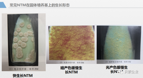 国内NTM分离率和耐药率如何？NTM药敏应该怎么做？