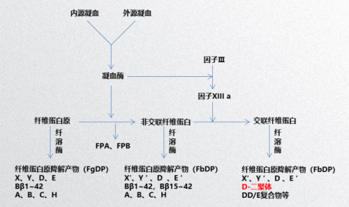敲重点！你需要知道D-二聚体与FDP的这些事儿