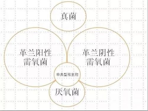 简单明了的抗生素图解，你值得拥有！