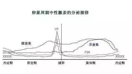 性激素六项这样拆解，你肯定懂