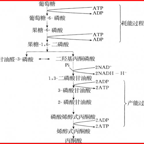 检验数字：蚕豆病的背后秘密