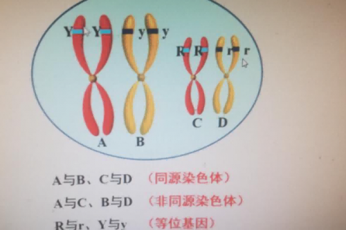 一例CEBPA双突变引起的遐想