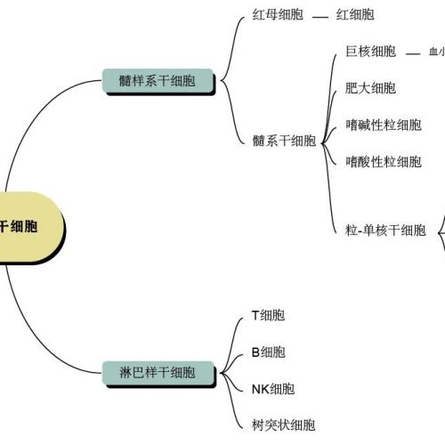 免疫细胞分类及其细胞表面标志物的介绍