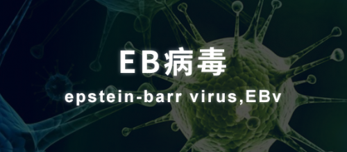 亲吻病的元凶-EB病毒