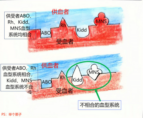 电影里狗血的「同型输血」情节，骗了你多少年？