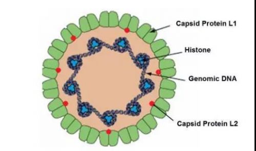 做阴超时忘戴避孕套，1个月后病人 HPV 阳性，被索赔 3 万！