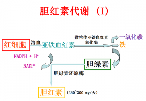 胆红素知多少
