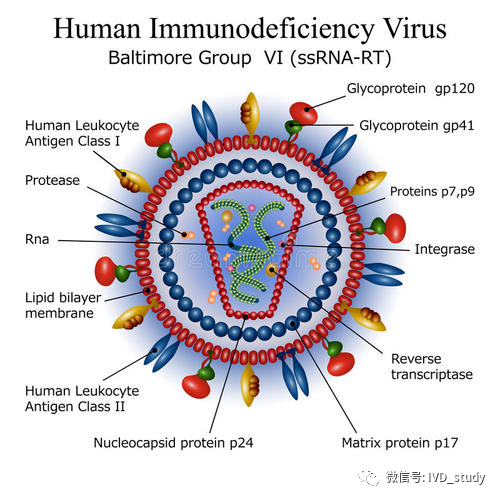 世界艾滋病日：全面了解HIV诊断