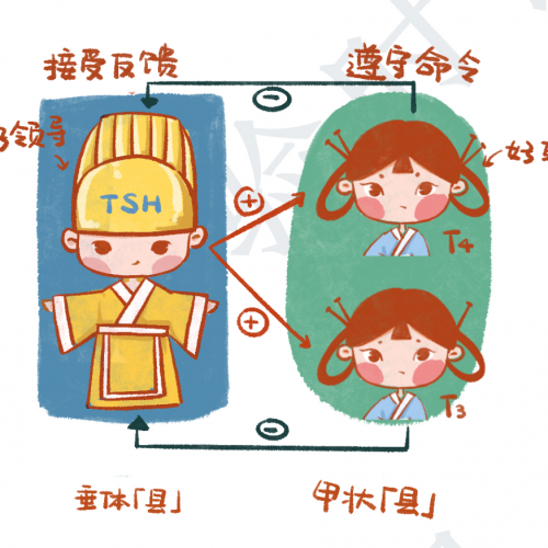 甲功五项不会看？爆笑漫画解读来啦