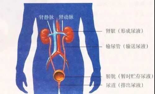 肾脏疾病筛查指标