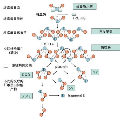 D-二聚体的临床意义解读