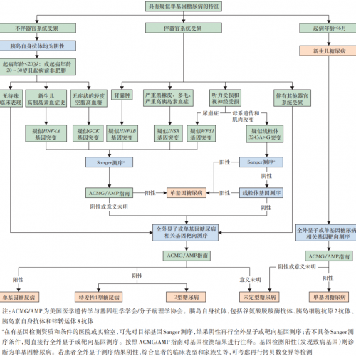 糖尿病分6型，分型诊断流程看这里！