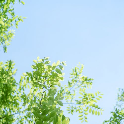 福氏耐格里阿米巴致脑膜脑炎一例