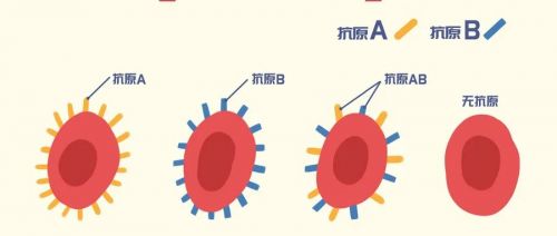 还会改变？难道血型不是“命中注定”的？