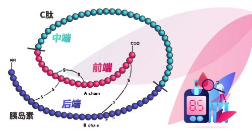 糖尿病检测中C肽的重要意义，您知道吗？