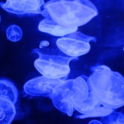 大环内酯类耐药肺炎支原体肺炎的治疗