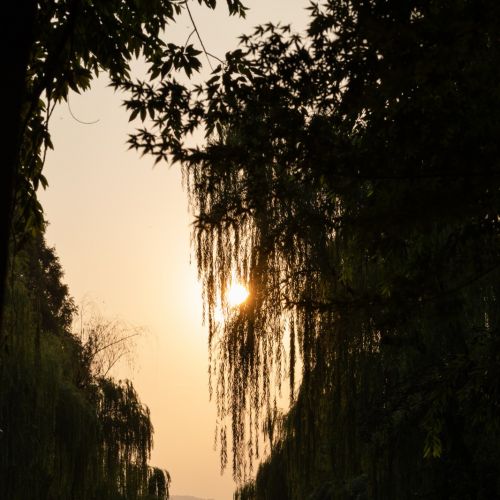 细胞培养中出现黑胶虫污染处理方法