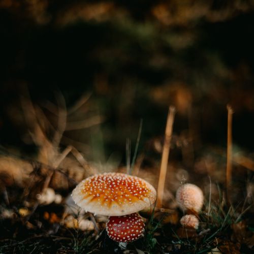 简述，阿尔茨海默病血液标志物