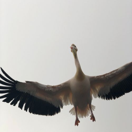 安图生物、为正生物获证！新冠抗原试剂厂家增至42家！
