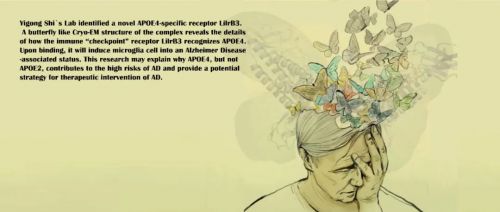 找到遗忘的“机关”！西湖大学施一公研究组发现阿尔兹海默症最强风险因子APOE4受体 ...