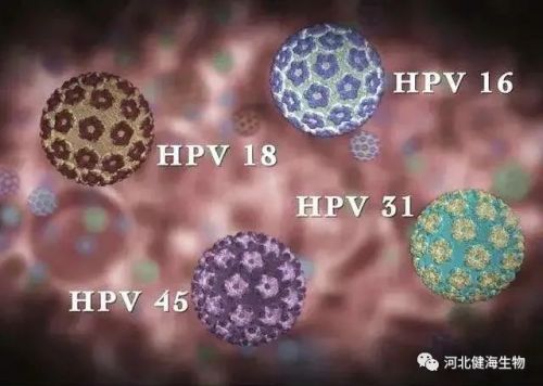 不同高危型HPV病毒感染的区别与危害