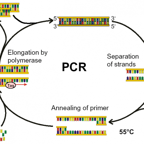 知识小课堂——PCR