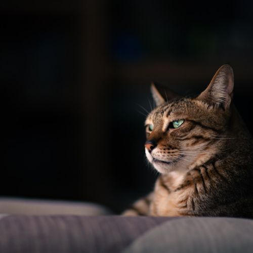 猴痘有多危险？哪些人容易感染？这次要赢或许没那么难！